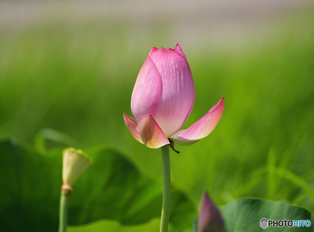 桃の蕾