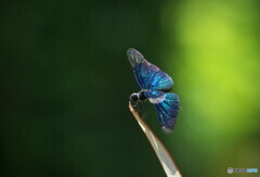 蝶蜻蛉の季節⑤