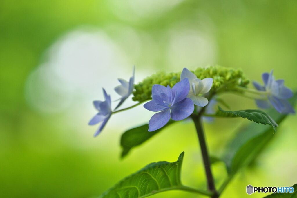 Blue Chalcedony ①