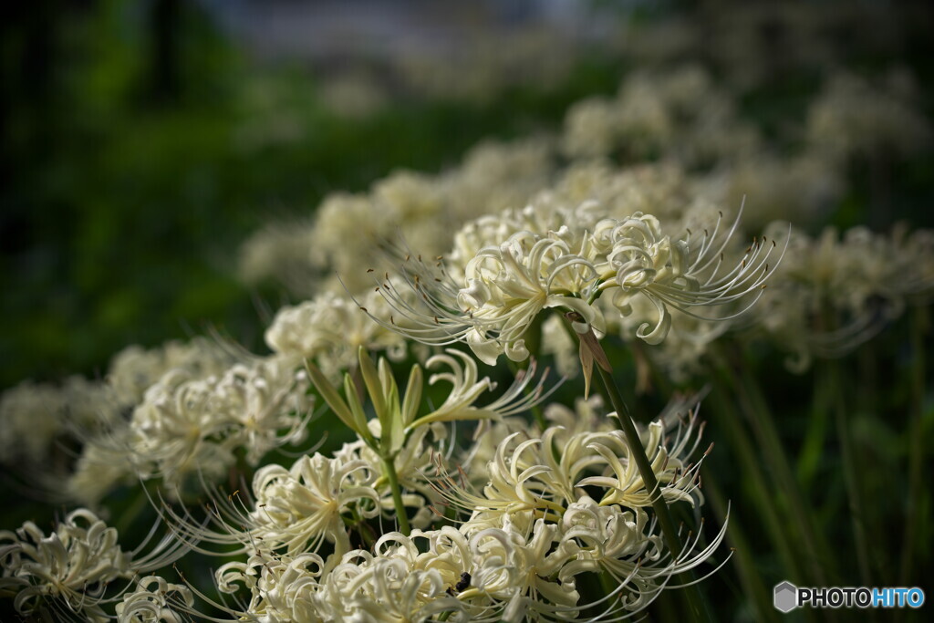 白花曼殊沙華