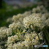 白花曼殊沙華