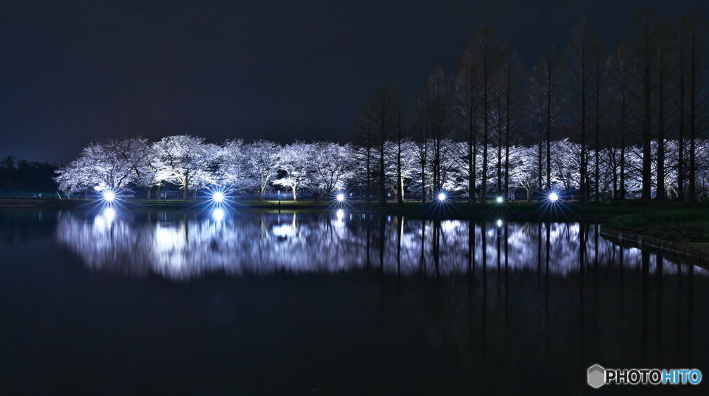 続 夜桜妖艶