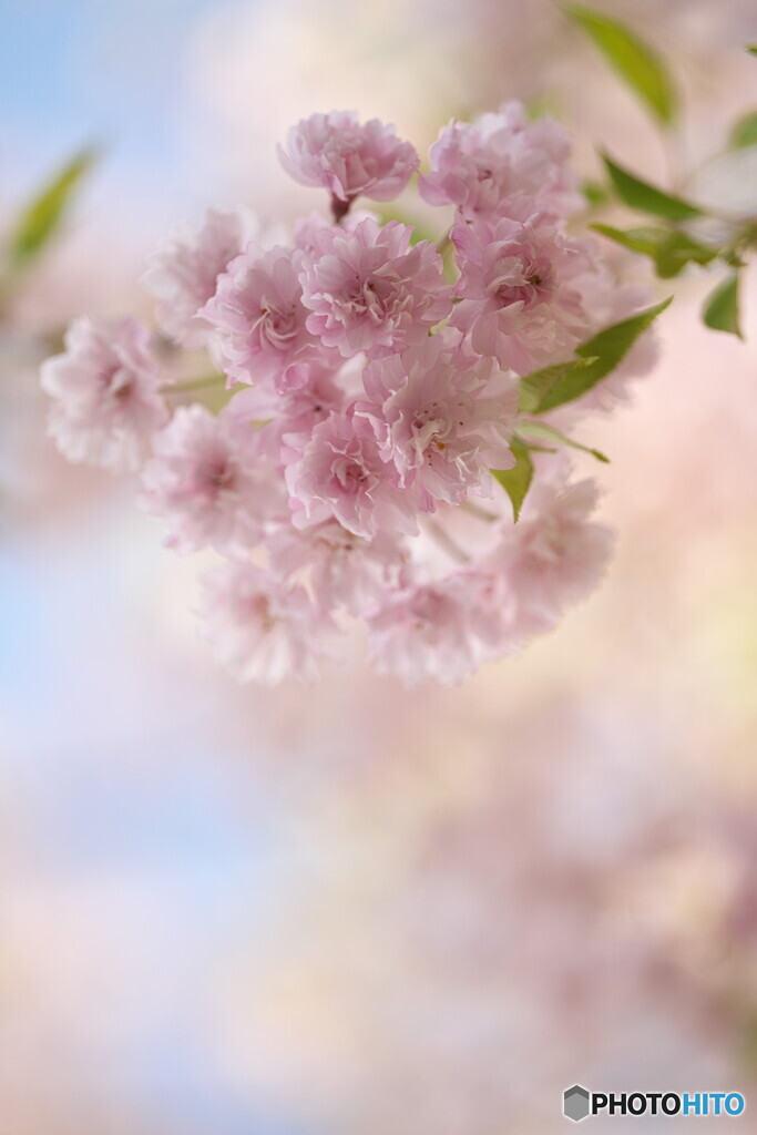 名残の桜