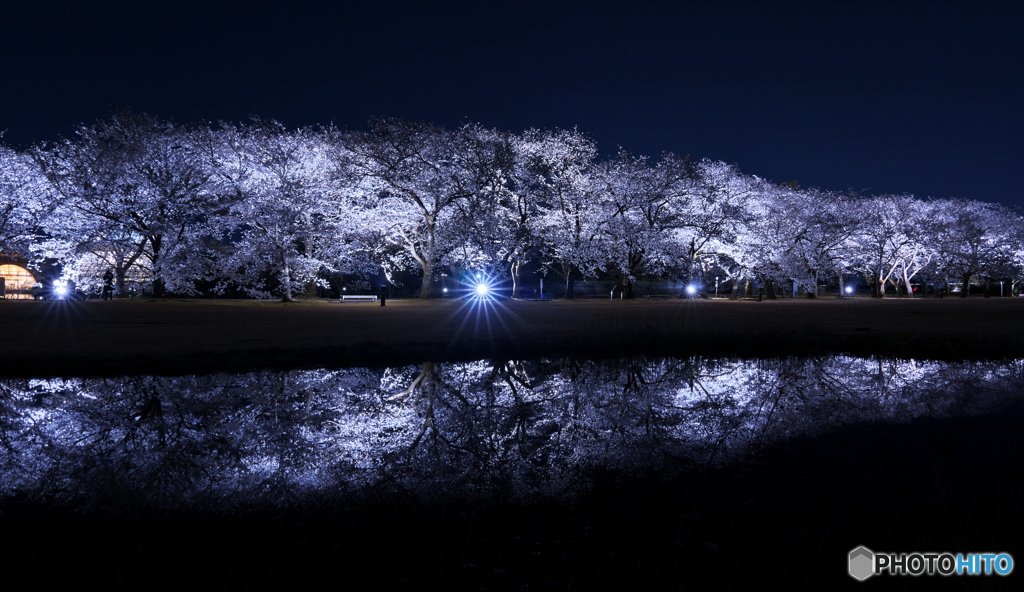 夜桜ライトアップ ①