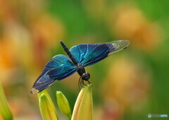蝶蜻蛉の季節④