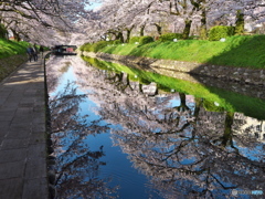 松川べりの朝