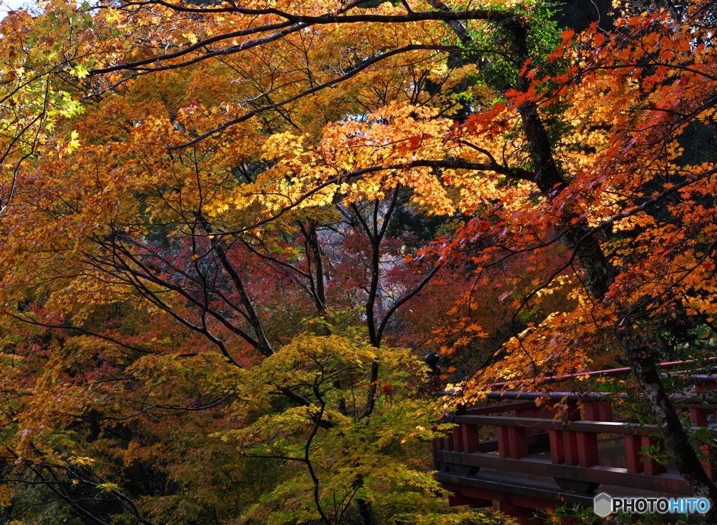 紅葉にどっぷりと