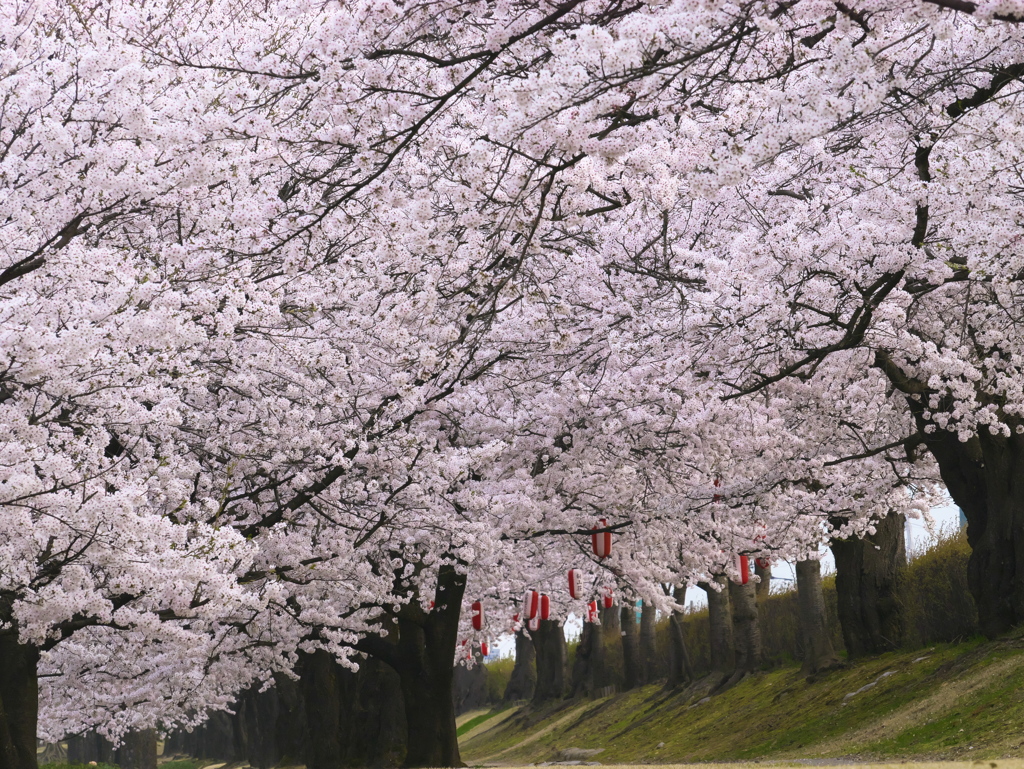 桜満開