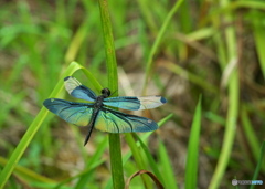 野外観察的 蝶蜻蛉