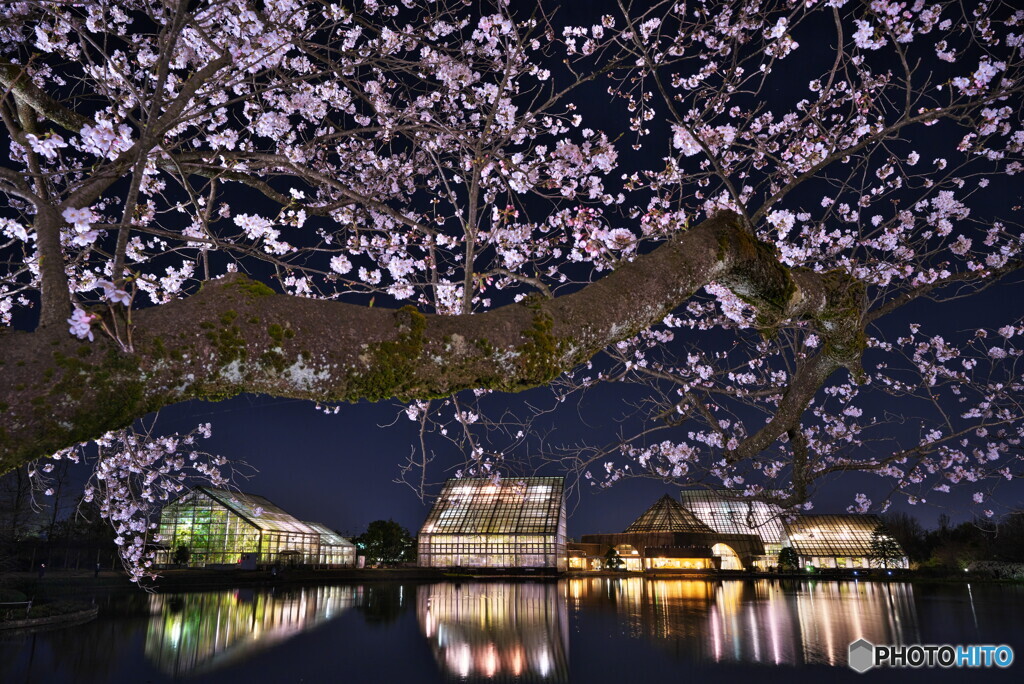 宵の桜