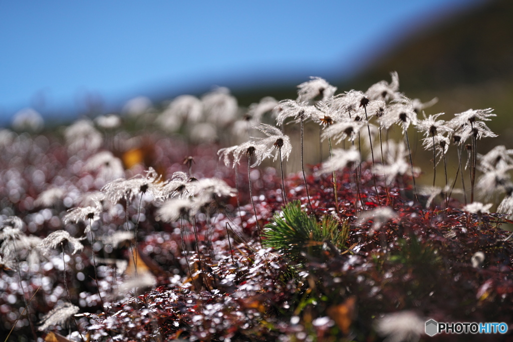 Shining Autumn