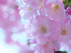 奥州里桜