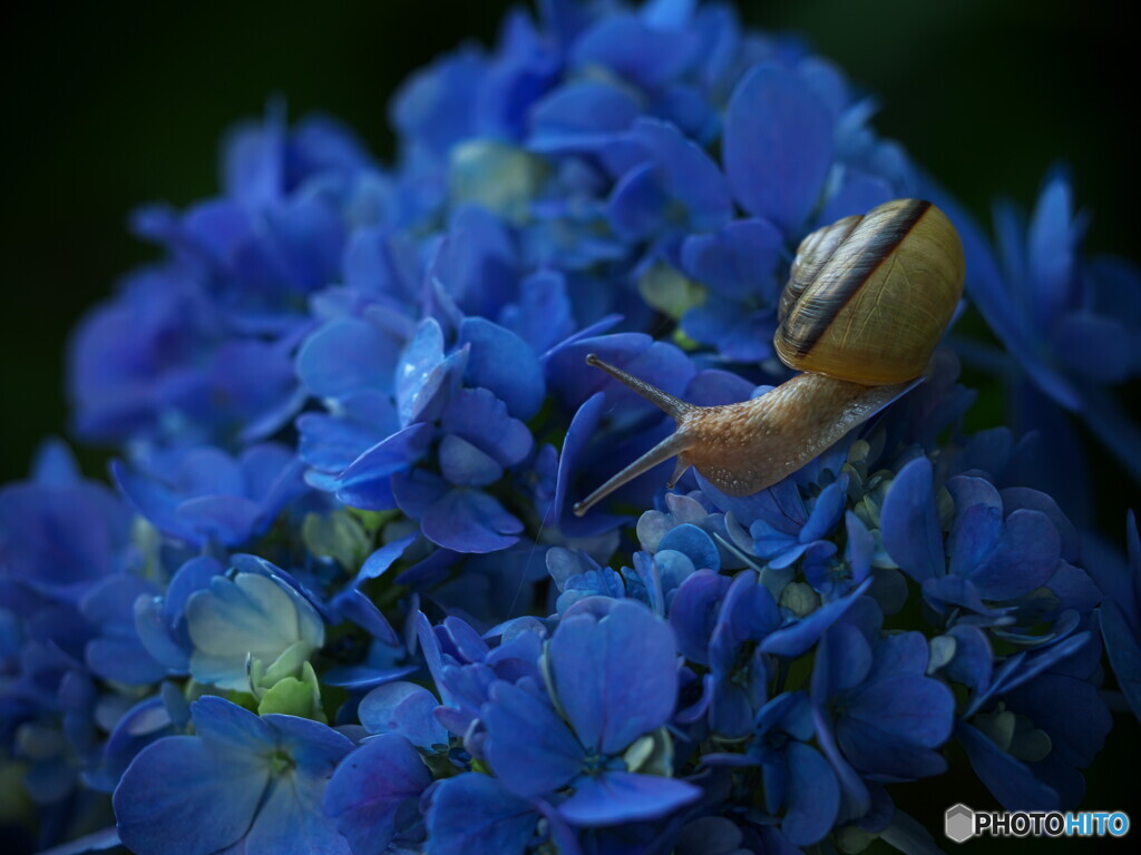 梅雨の使者