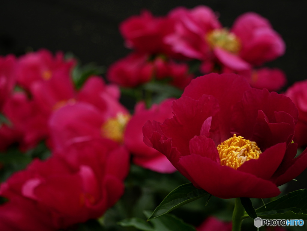 芍薬 ⑥