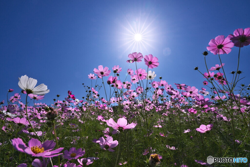 秋桜