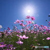 秋桜