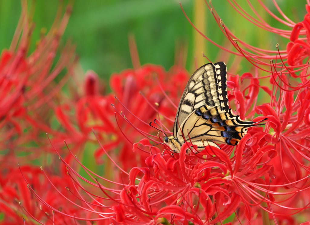 Graceful Yellow