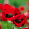 Vivid Red