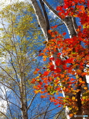 続 有峰の紅葉