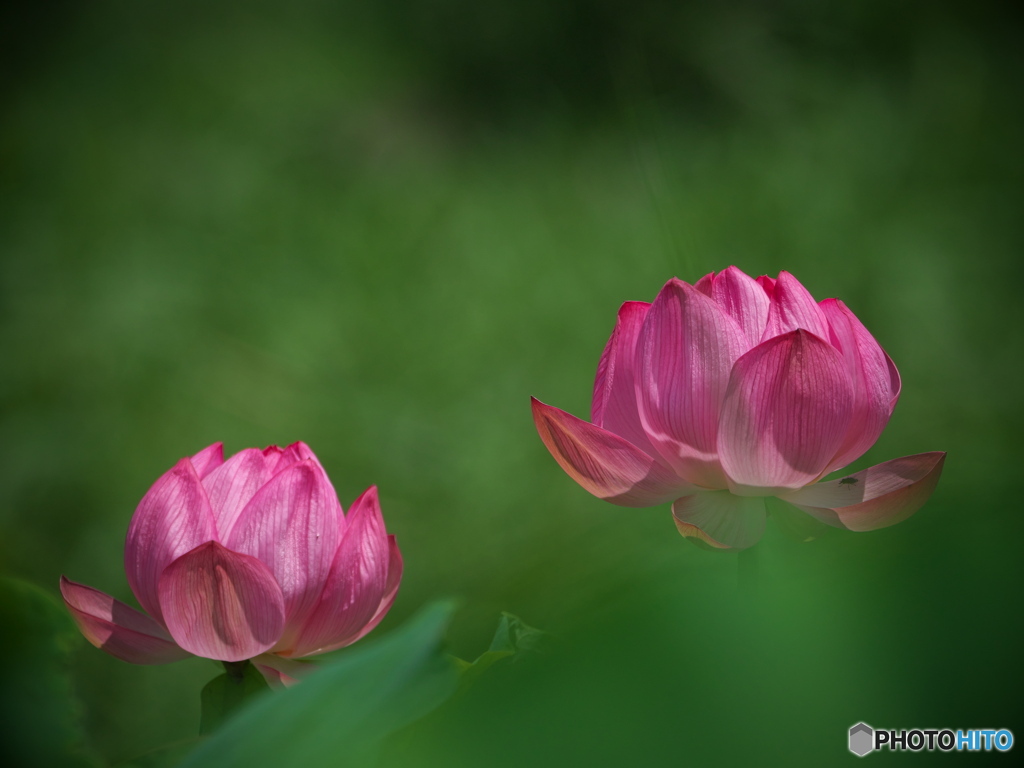 幻 華