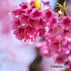 Cherry Blossom(兵七桜）