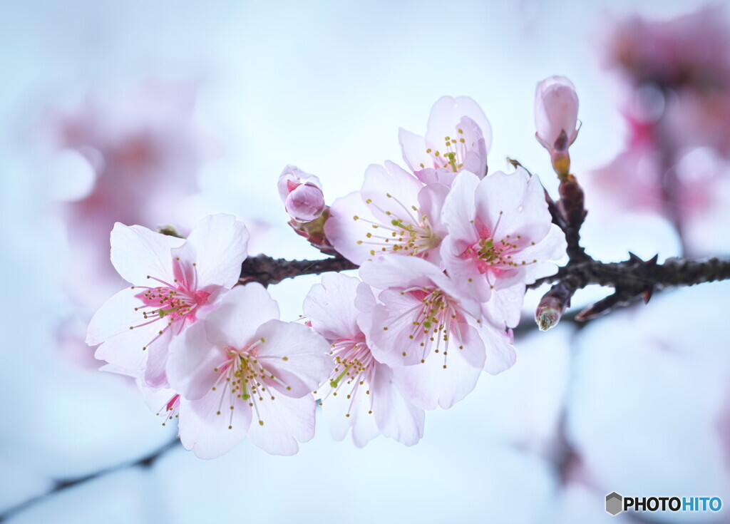 大寒桜 By Philosohist Id 写真共有サイト Photohito