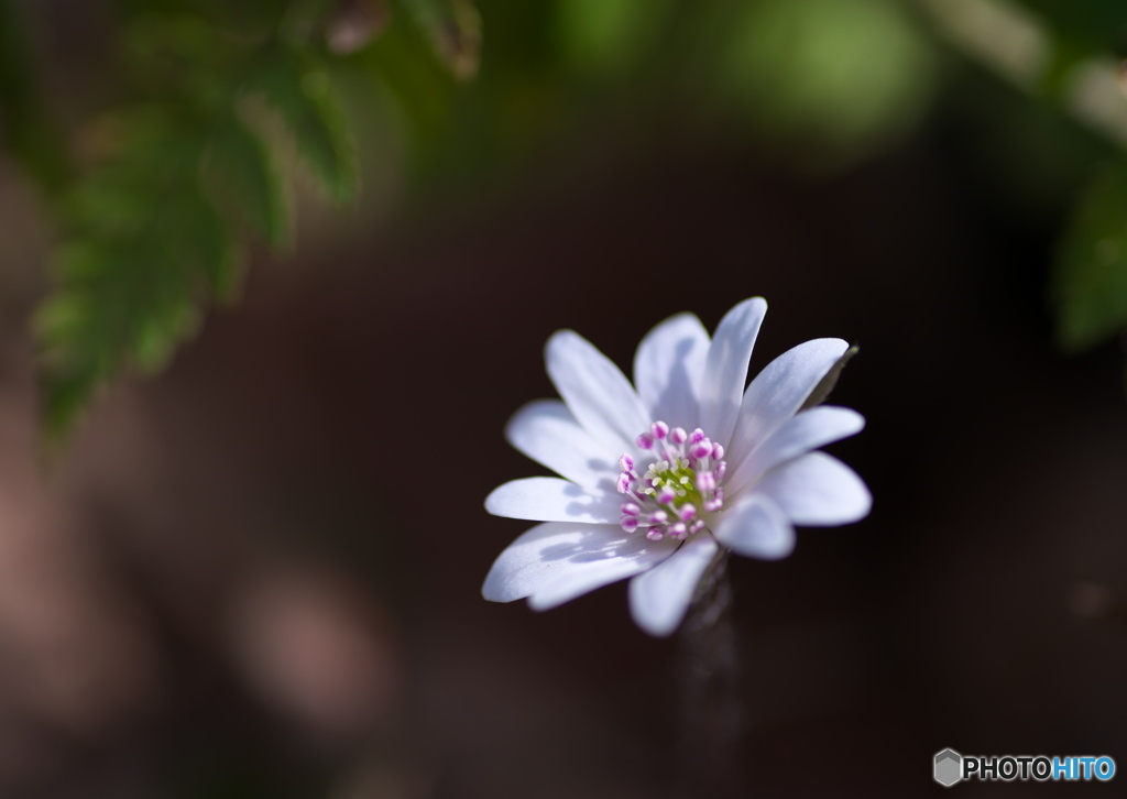 Spring ephemeral ③