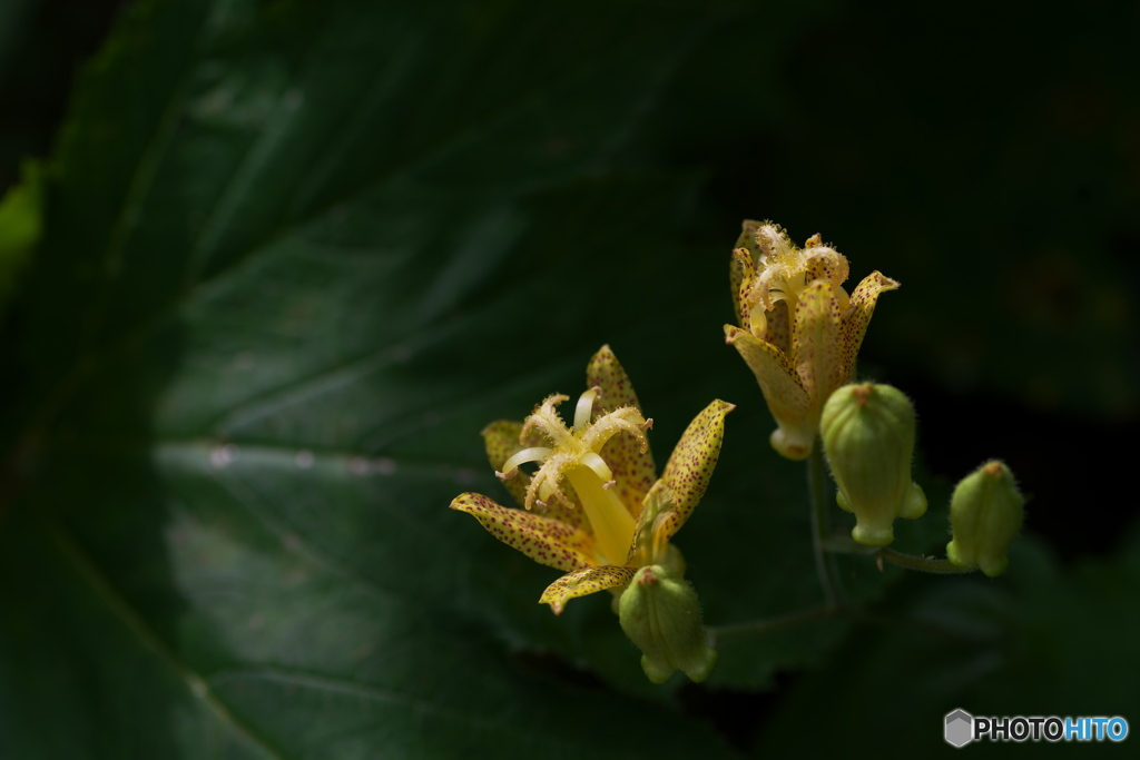 夏山の花（タマガワホトトギス）