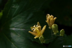 夏山の花（タマガワホトトギス）