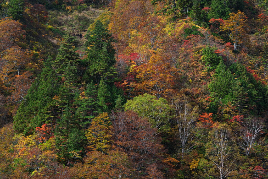 山肌の錦