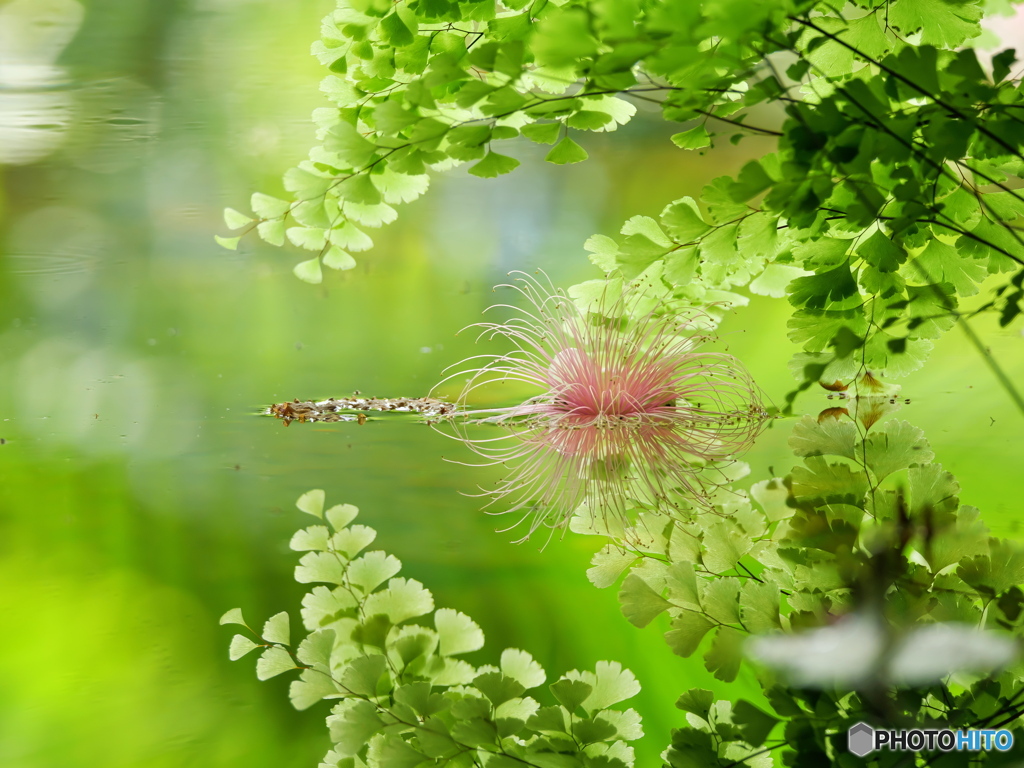 夢幻花