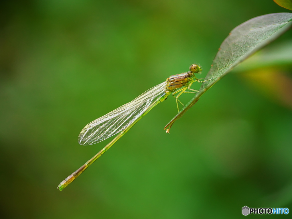 Clear wing