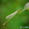 Clear wing