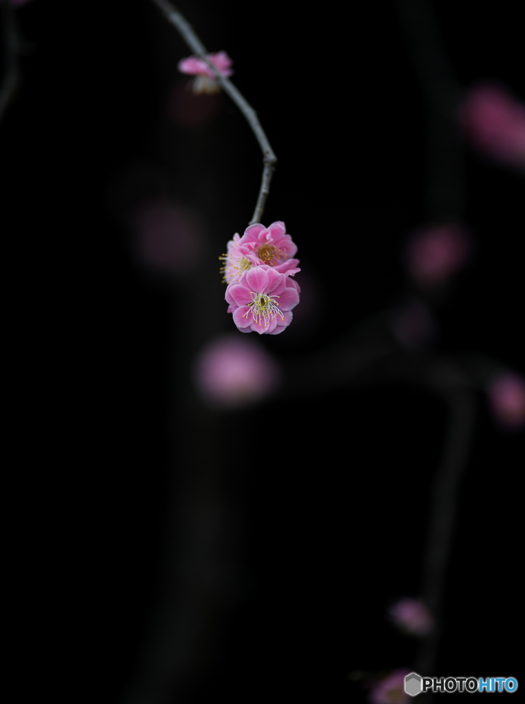 薄紅雪