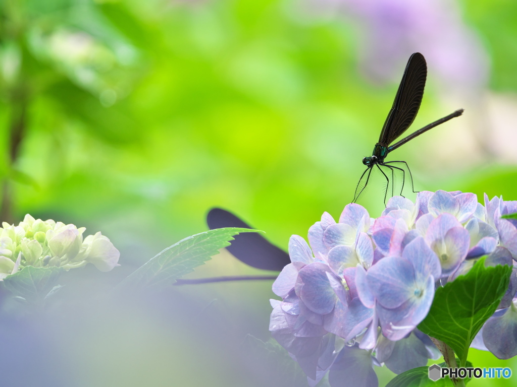 紫陽花と羽黒蜻蛉 ②