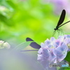 紫陽花と羽黒蜻蛉 ②
