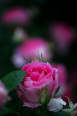 Fresh Rose ②