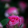 Fresh Rose ②