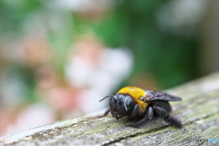 Bumble bee ①
