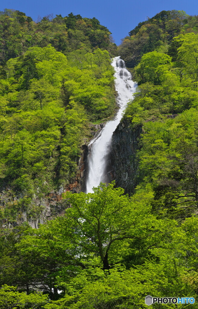新緑のハンノキ滝