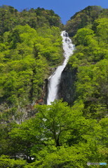 新緑のハンノキ滝