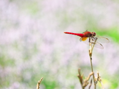 赤蜻蛉