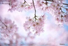 Cherry Blossom(大寒桜）