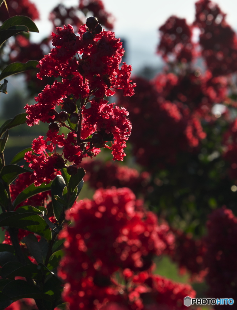 真紅の百日紅