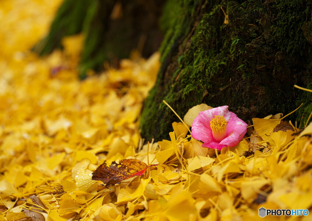 Autumn decoration