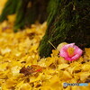 Autumn decoration
