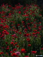 秘密の花園（なんつって・・・）