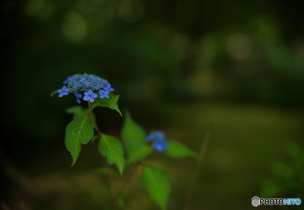 Blurred blue ②
