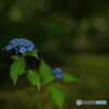 Blurred blue ②