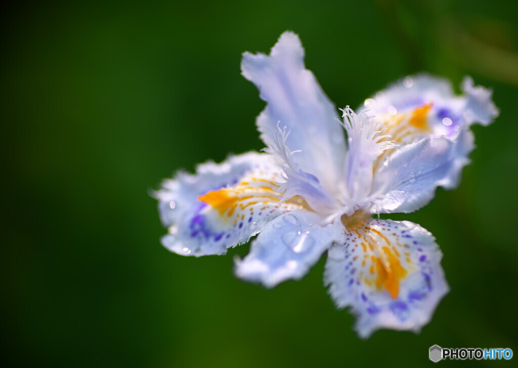 胡蝶花